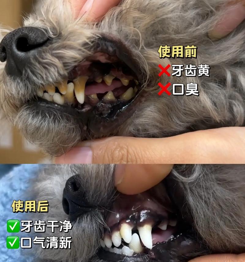狗狗口臭的最佳解决方法（让您的爱犬远离口臭问题，拥有清新的呼吸）