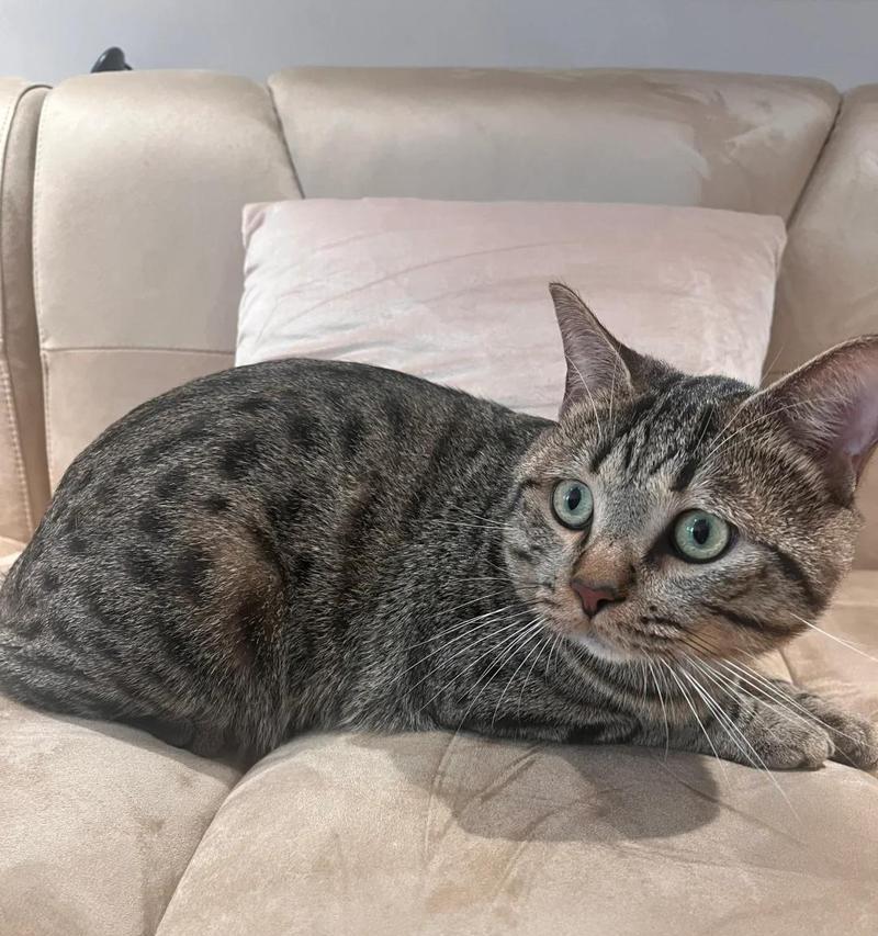 为什么猫会出现烂嘴唇？（探究猫出现烂嘴唇的原因及解决方法）
