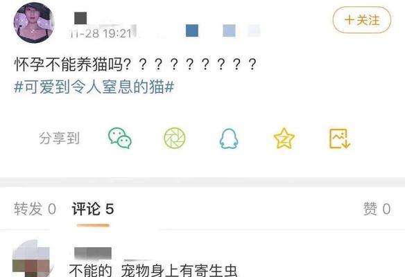孕猫流产的原因及预防措施（探讨孕猫流产的危险因素和有效预防方法）