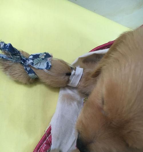 金毛细小病毒的防治方法与注意事项（如何保护金毛犬免受细小病毒的侵害）