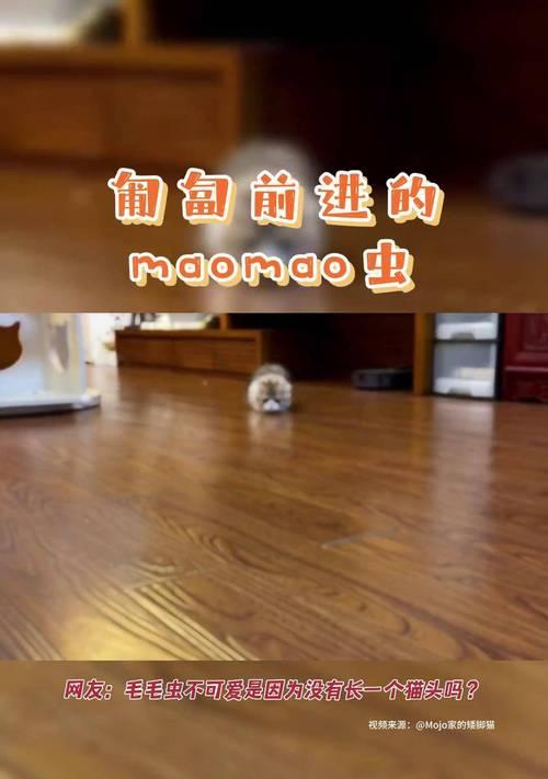 猫的匍匐前进之谜（揭秘猫咪匍匐前进的原因及意义）
