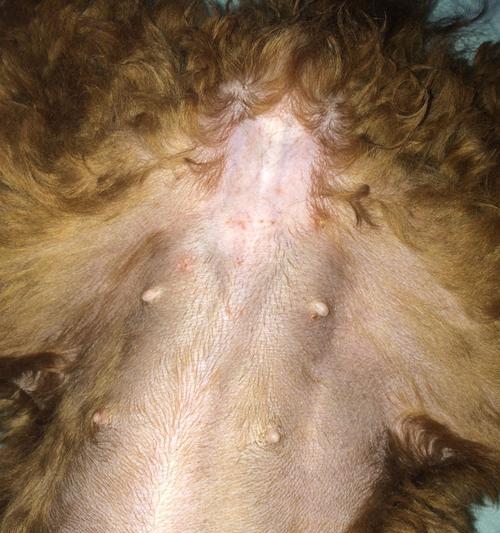 泰迪狗没有怀孕为什么会有奶？（探究泰迪狗没有孕育却分泌乳汁的原因与解决方法）