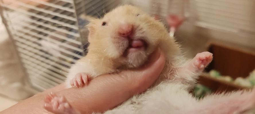 野老鼠为何以仓鼠为食？（揭秘野老鼠捕食仓鼠的原因）