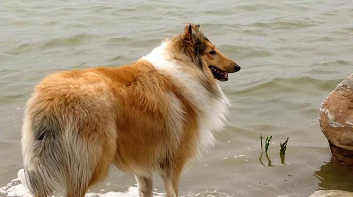 苏牧犬（探秘苏牧犬不同颜色的迷人之处）