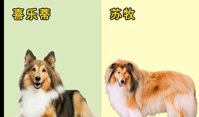 探索营养均衡的腊肠狗饮食