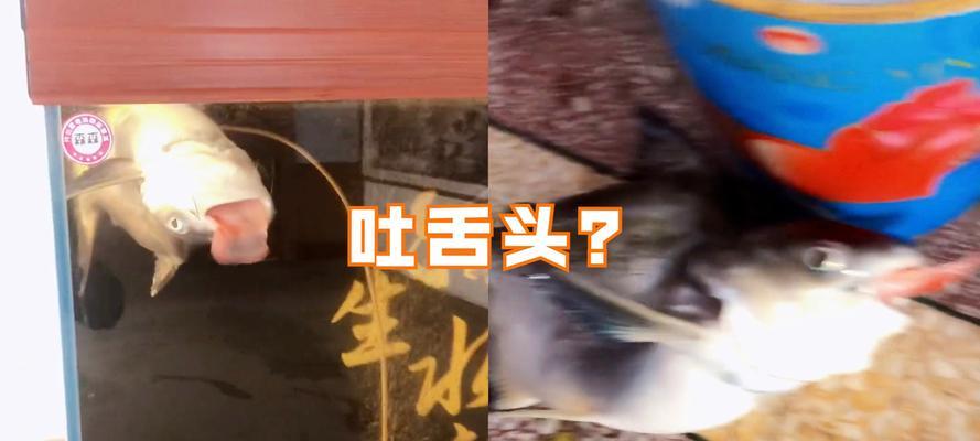 揭秘鹦鹉鱼的特殊饮食习惯（探索鹦鹉鱼为何不吃任何食物的奇特现象）