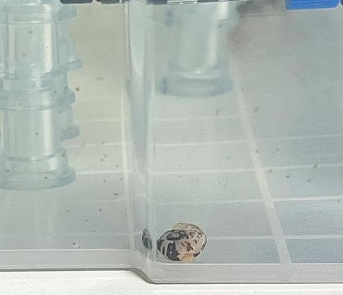 与乌龟共享生活的最佳伴侣（探索与乌龟相处的理想选择以及关键要素）
