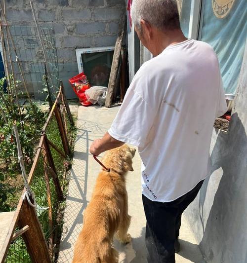 金毛为什么吃的少也瘦？（探究金毛食欲不旺盛的原因及其瘦身秘密）