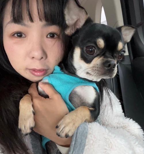 吉娃娃哼唧唧的代表意义（探索吉娃娃的哼唧唧背后的深层含义）