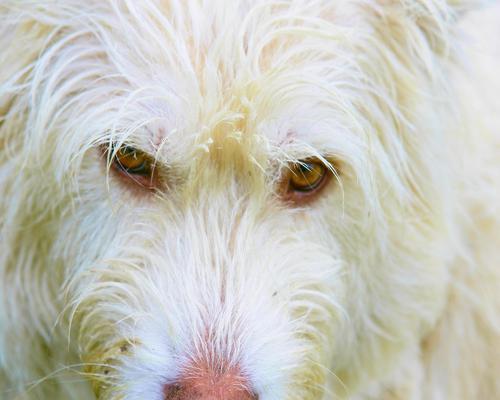 犬瘟热痊愈后的常见症状及应对方法（追踪狗狗康复过程，了解疾病后续表现）