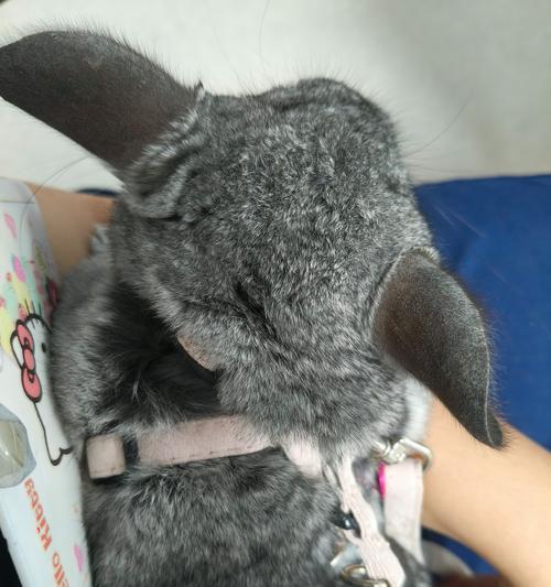 龙猫生宝宝的营养需求（宝宝成长的关键营养和食物）