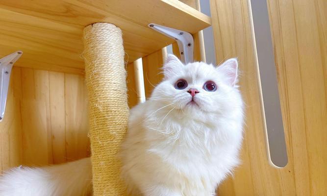 猫咪为什么会在床上拉屎撒尿？（探究猫咪行为背后的原因及解决方法）