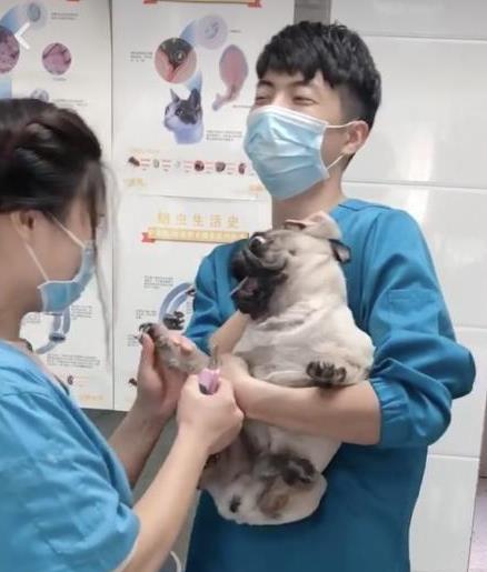 满月狗狗的免疫接种时机（关于满月狗狗什么时候打针的指南）