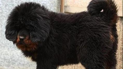 藏獒幼犬憋尿能力发育的时间（从多大开始能憋住尿？）