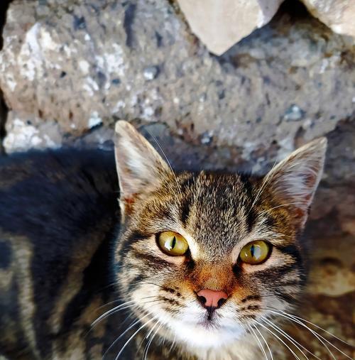 为什么那么多人养土猫？（探究土猫受欢迎的原因及其特点）