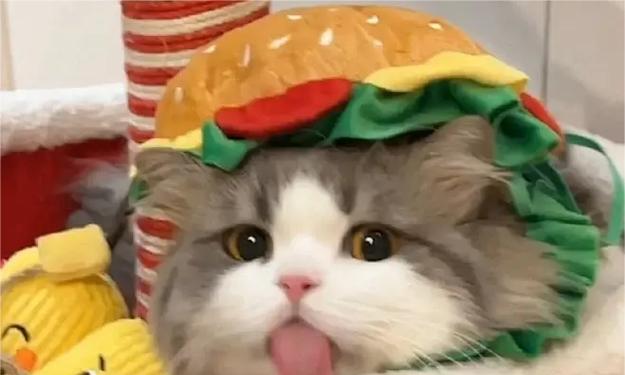 猫阶段适合吃哪些水果？（为您解答猫咪的水果选择困惑）