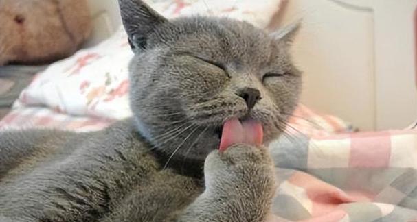 揭秘猫咪频繁舔嘴的原因（探寻猫咪舔嘴行为背后的奥秘）