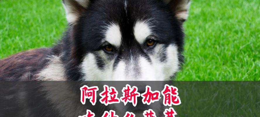阿拉斯加犬饮食指南（了解阿拉斯加犬的月度饮食需求，让它健康成长）