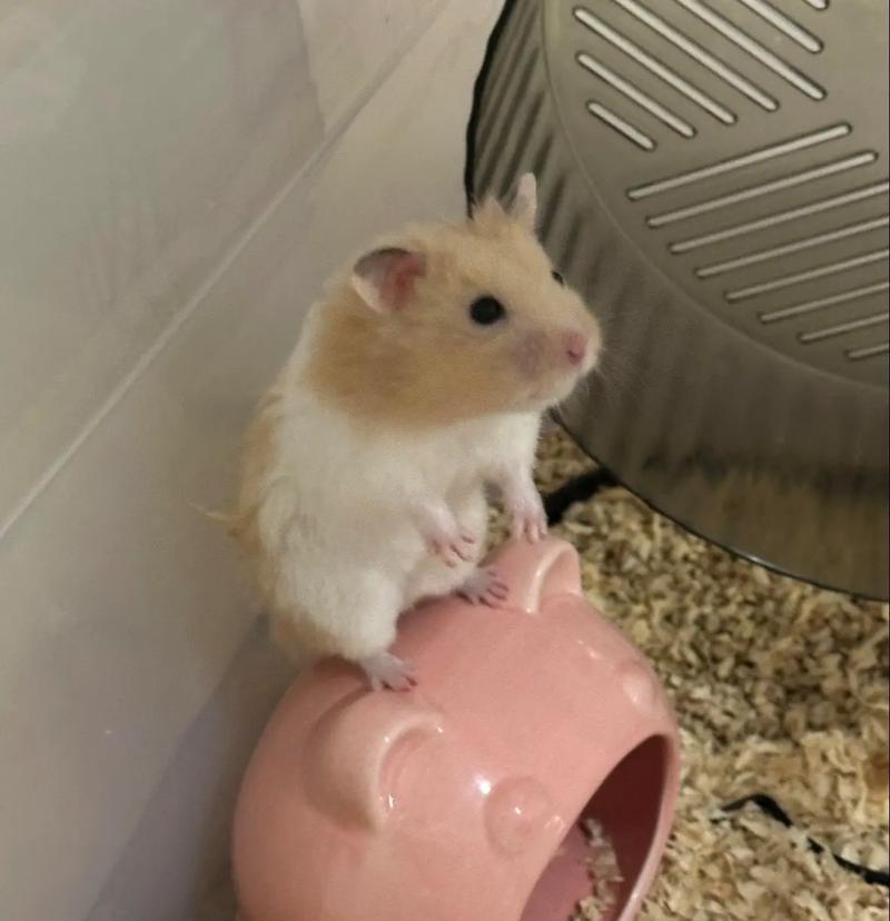 探索以仓鼠全身白为特征的品种之美（白色系仓鼠）