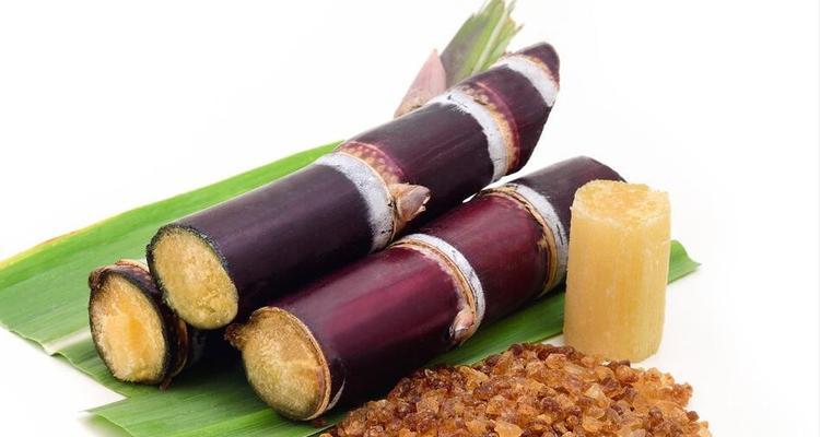 以泰迪可以吃什么？（了解泰迪饮食需要注意的事项）