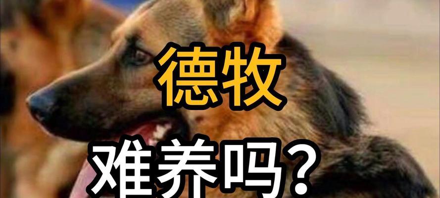 以德牧感冒症状（详解以德牧感冒症状及治疗方法）