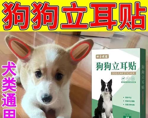 为什么狗的耳朵下垂？（探索狗的耳朵下垂的原因及其功能）