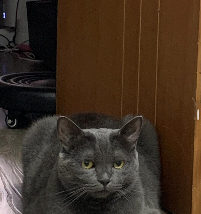 小猫的纸片趣事（探索小猫喜欢的纸片种类与用途）