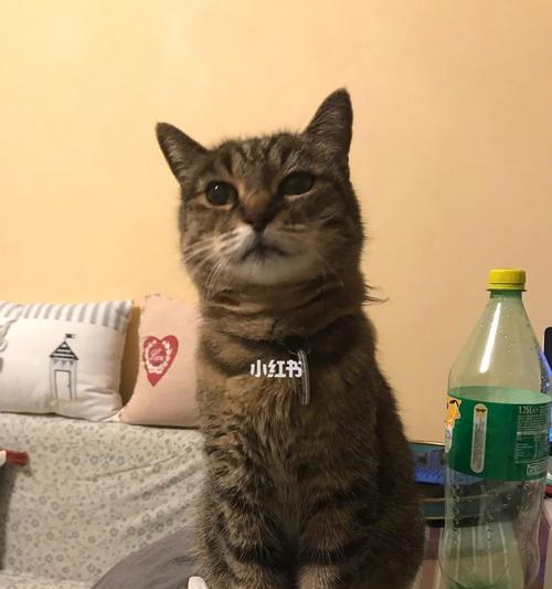 老猫嘴挑剔（探究老猫饮食习性的原因与解决方案）