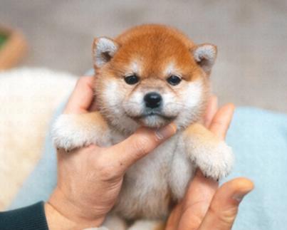 秋田幼犬的饮食喜好（探秘秋田幼犬喜欢吃的食物及营养需求）