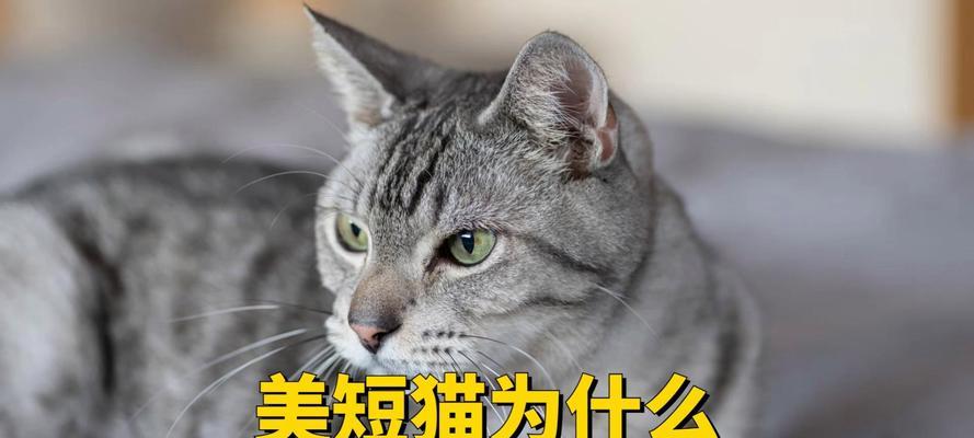 猫咪挑食怎么办？（如何解决猫咪不爱吃饭的问题）