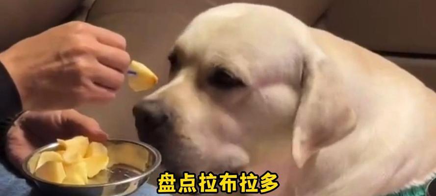 训练拉布拉多喂什么最爱吃？（满足拉布拉多胃口的最佳食物选择）