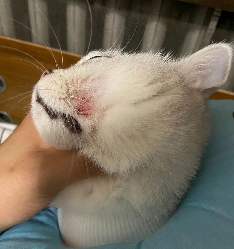 小猫掉毛的病因和治疗方法（了解小猫掉毛的原因，做好预防和治疗）