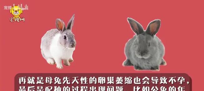 母兔咬公兔的原因及解决方法（深入探究母兔咬公兔的原因，以及如何有效解决这一问题）