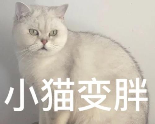 吸猫的害处及注意事项（为了宠物的健康，吸猫需谨慎）