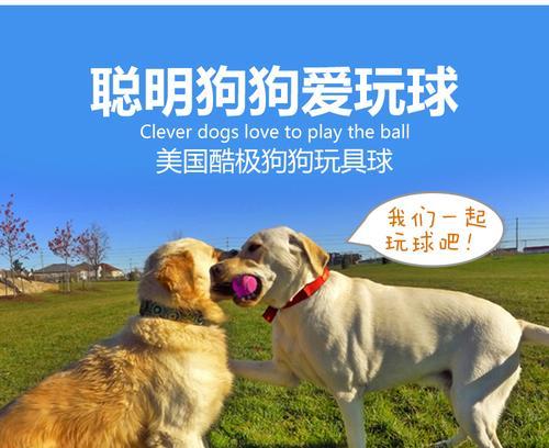 泰迪磨牙的时机和方法（揭秘泰迪什么时候开始磨牙，磨牙技巧不容忽视）
