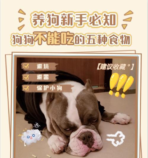 小狗生病后吃点什么副作用？（了解小狗生病后食物的副作用，守护它们的健康）