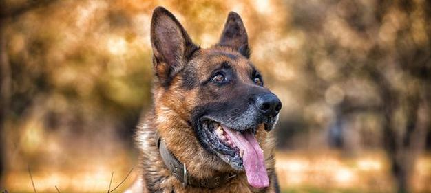 超越比德牧的顶级犬种是什么？（揭秘犬界新宠，超强犬种与比德牧的差距）