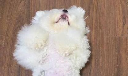 狗狗挠痒痒的原因及解决方法（探寻狗狗挠痒痒的原因与有效的缓解方法）