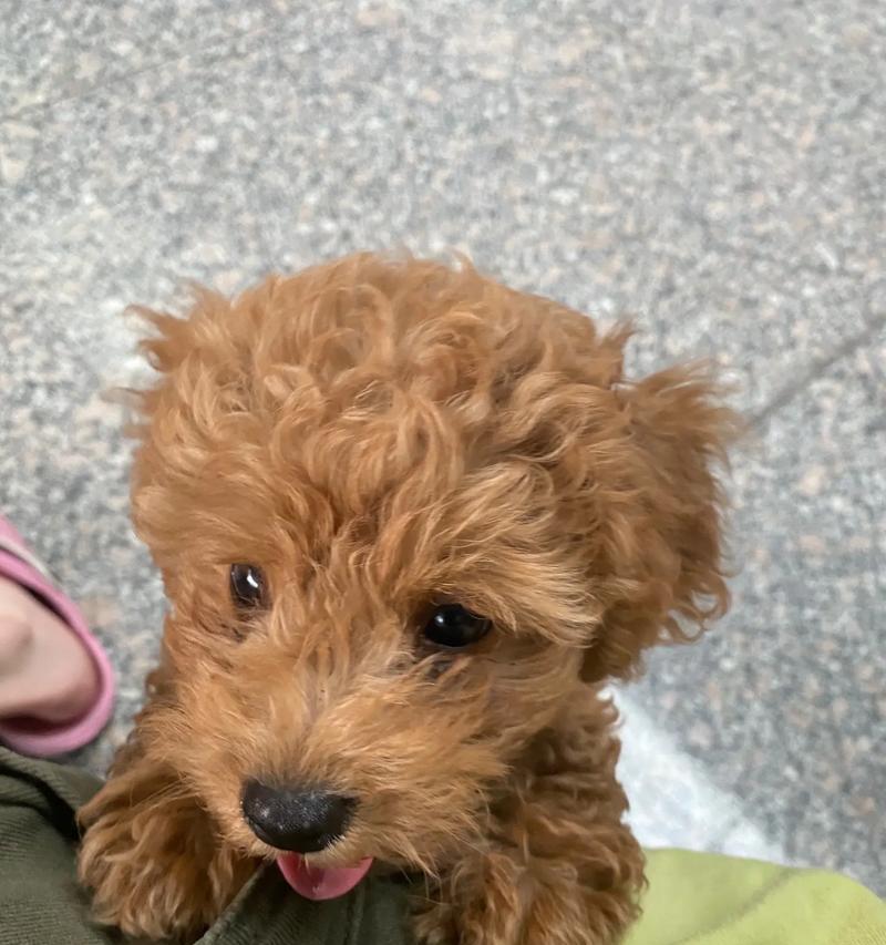 狗狗的嗷呜（探索狗狗嗷呜的意义及表达方式）
