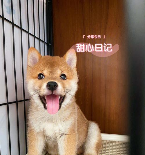 网红柴犬（揭秘史上最火柴犬背后的名字，让你爱不释手）