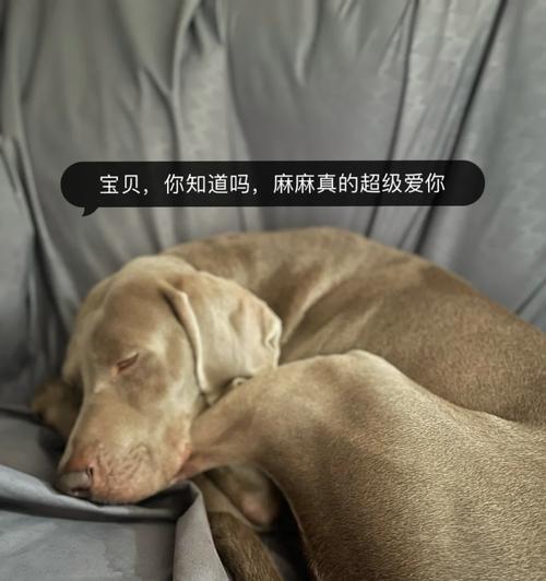 狗癌的药物治疗——帮助你的宠物战胜癌症（了解狗癌药物治疗的关键要素和最新进展）