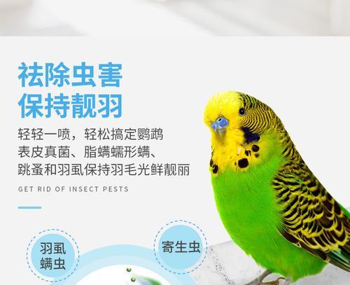 如何有效杀死鹦鹉羽虱（掌握关键步骤，让您的鹦鹉免受虱虫困扰）