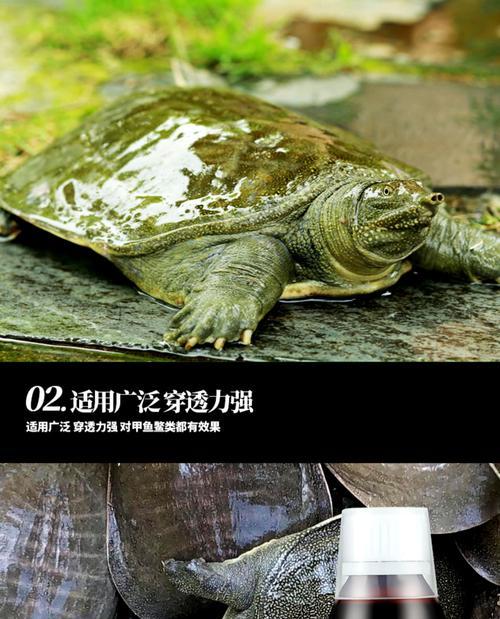 以诱龟药（揭开以诱龟药背后的科学原理与安全使用方法）