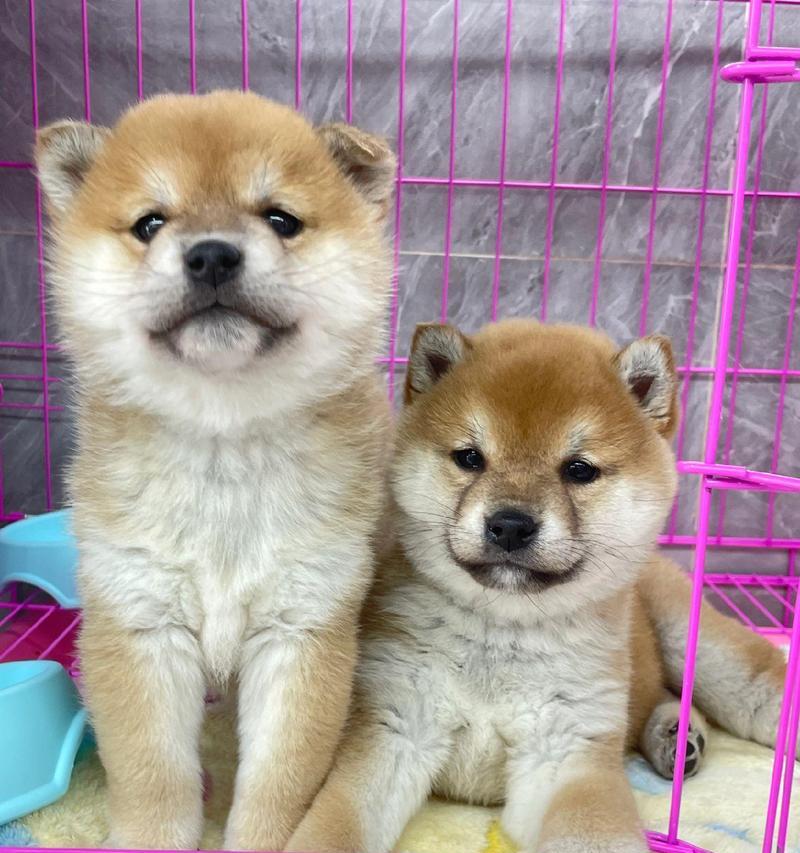 幼犬的疫苗接种时机——为宠物健康护航（关于幼犬疫苗接种的一些重要事项与建议）