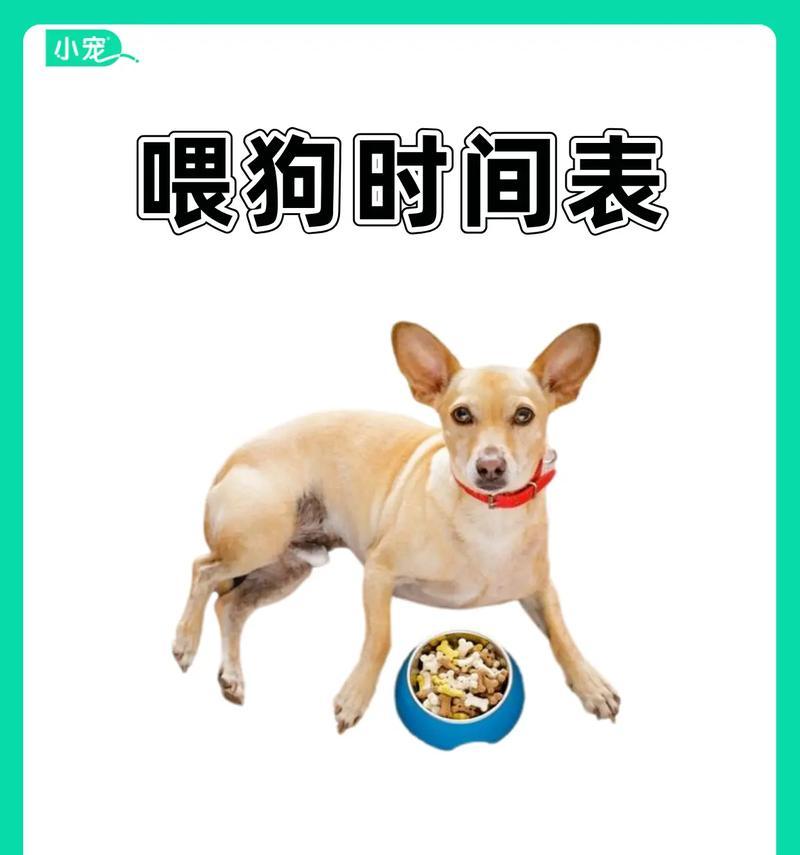 如何正确喂养出生20多天的小狗（宝宝狗狗的饮食需求及喂养注意事项）