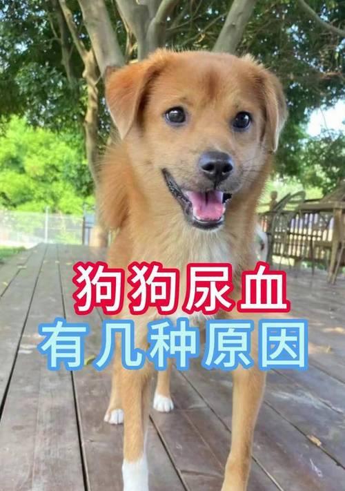 了解狗狗血尿的症状及原因（狗狗血尿是怎么回事？什么情况下需要立即就医？）