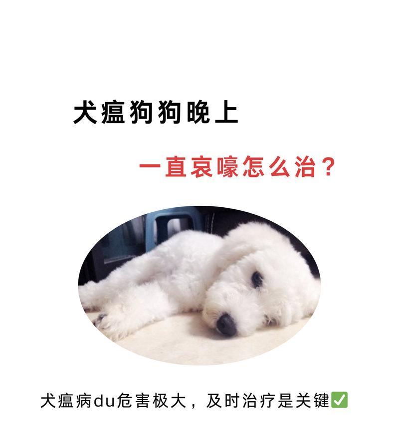 幼犬犬瘟病症状全解析（了解幼犬感染犬瘟的主要症状及防治方法）