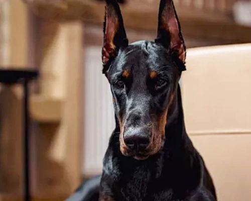 杜宾犬的凶性解析（探寻杜宾犬凶猛背后的原因与特性）