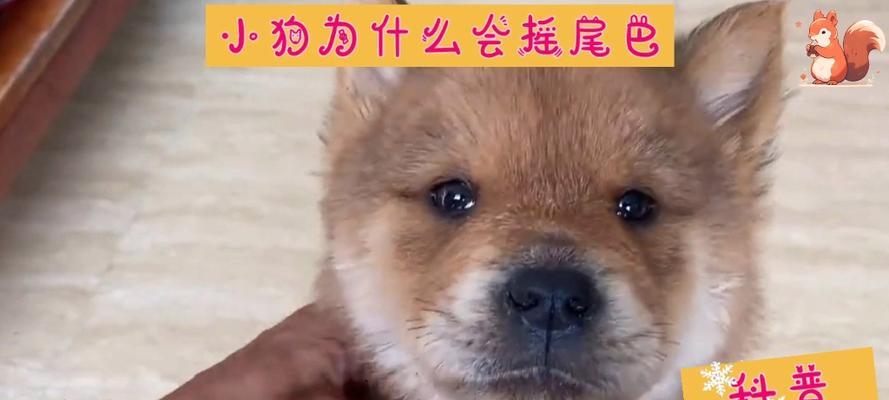 为什么狗不让摸尾巴？（探寻狗狗摸尾巴禁忌的原因与解释）