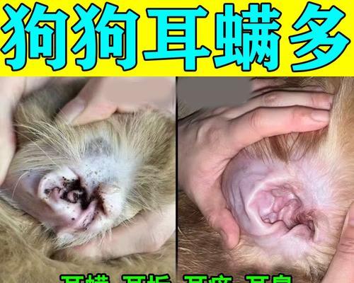 探秘以耳螨——这种微小生物是什么？（了解以耳螨的生态、特征和危害）